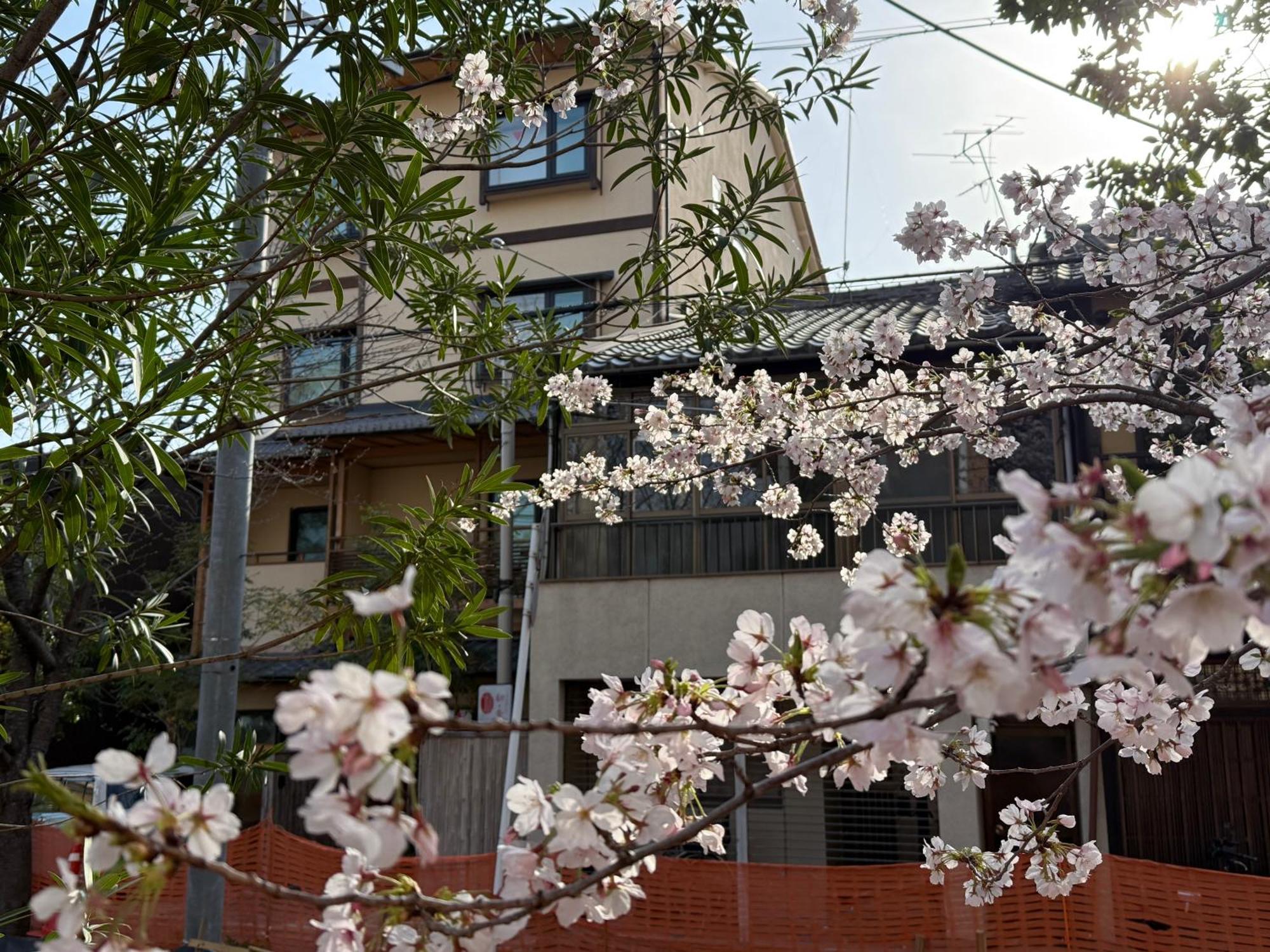 初音 * 京都市