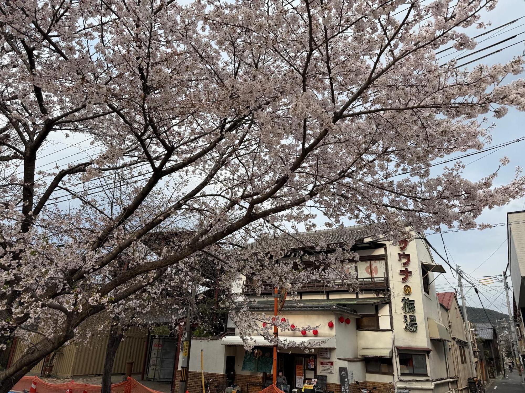 ホームステイ 初音 *