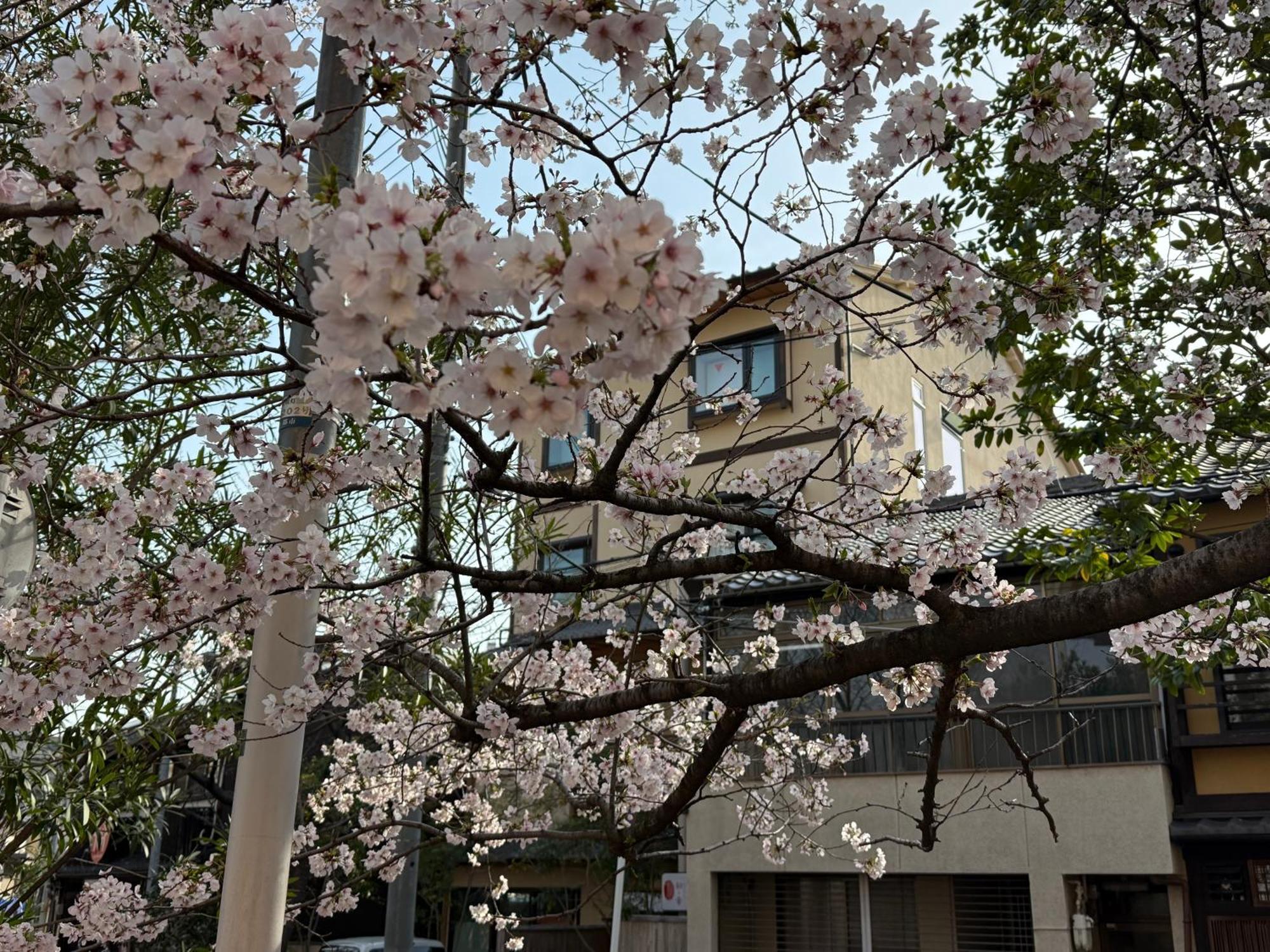 初音 ホームステイ 京都市