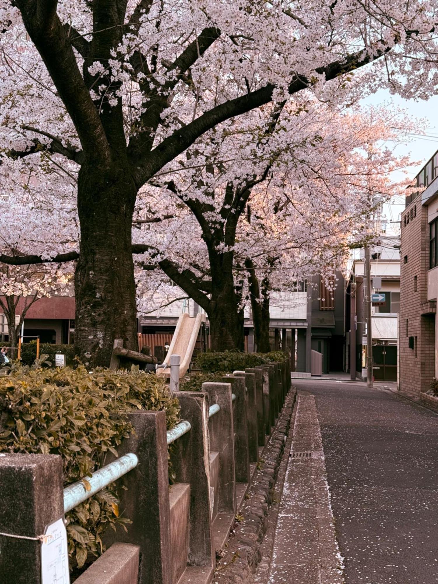 初音 京都市
